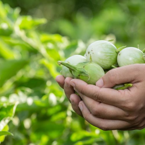 چای ارگانیک و مراحل تولید آن